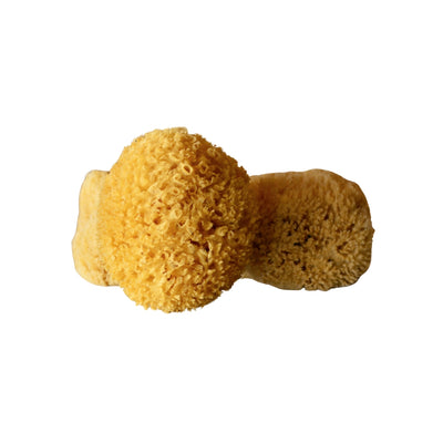 Natural Sponge (6939570176198)