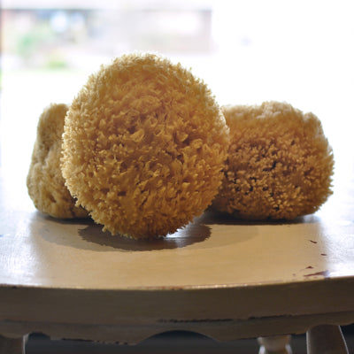 Natural Sponge (6939570176198)