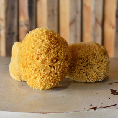 Natural Sponge (6939570176198)